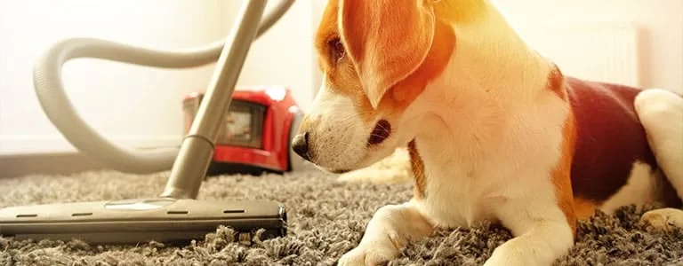 Air Purifiers Blog RC AirPurifiers | River City Heating & Air Conditioning